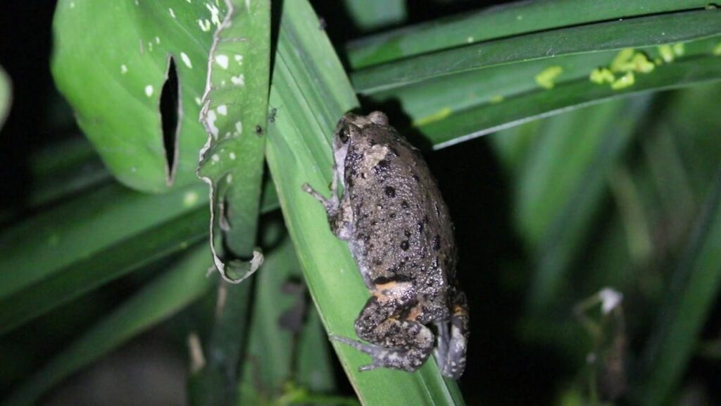 Asian Narrowmouth Frogs