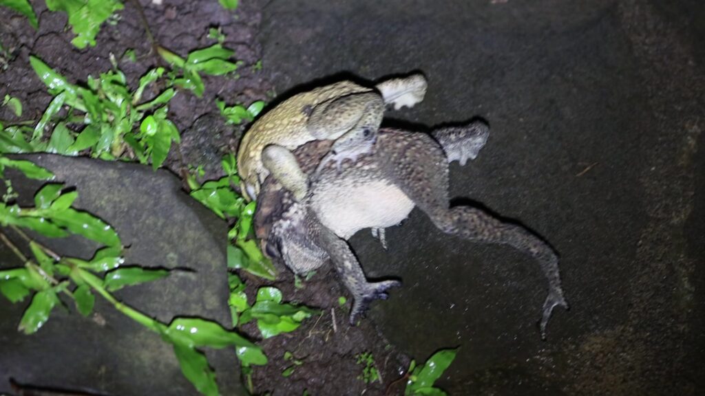 Asian Common Toad