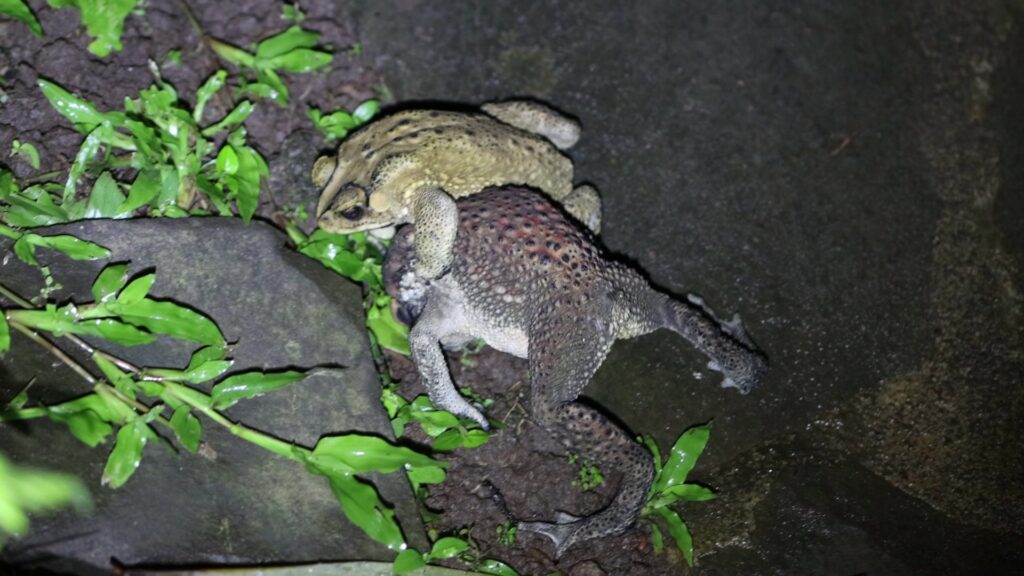Asian Common Toad