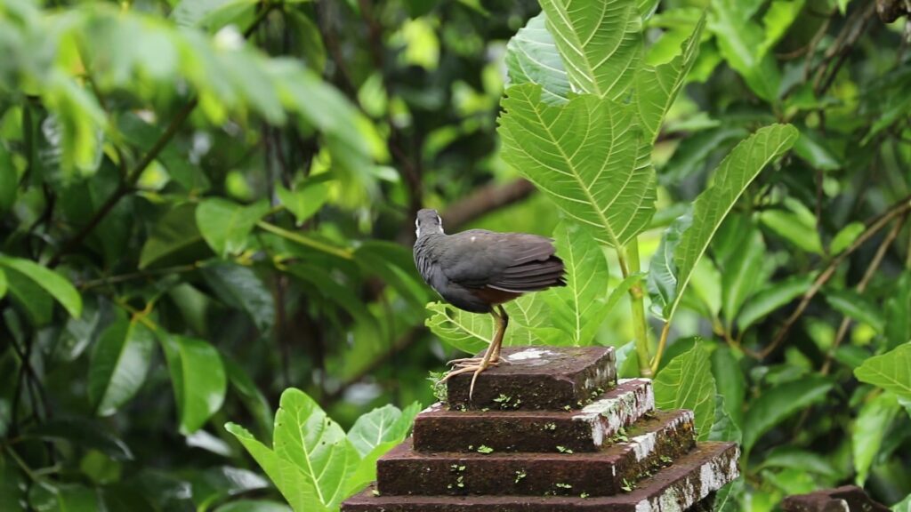 White-breasted Waterhen