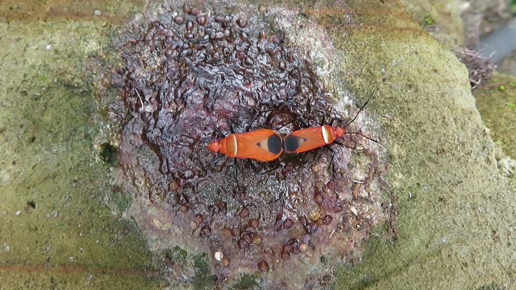 Red Bugs