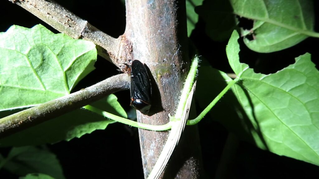 Froghoppers
