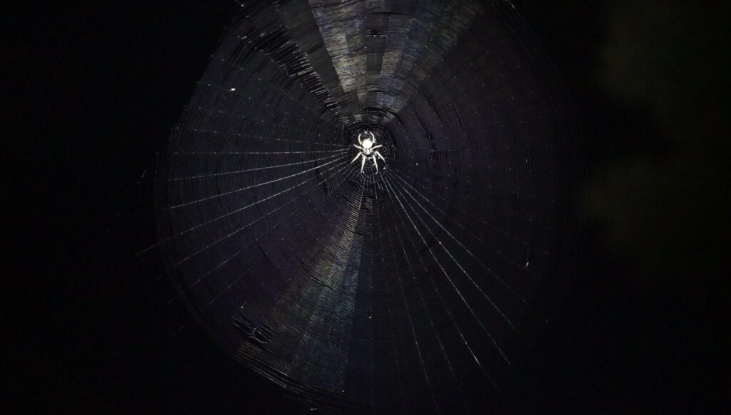 Twig Spiders