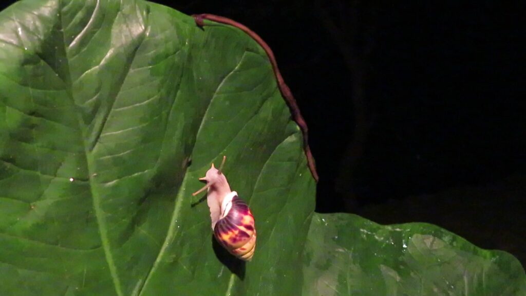 Amphidromus perversus