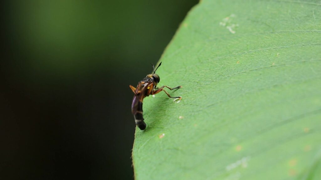 Soldier Flies