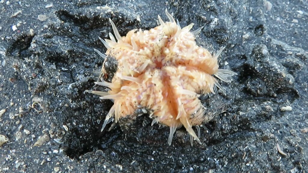 Sea Stars and Brittle Stars