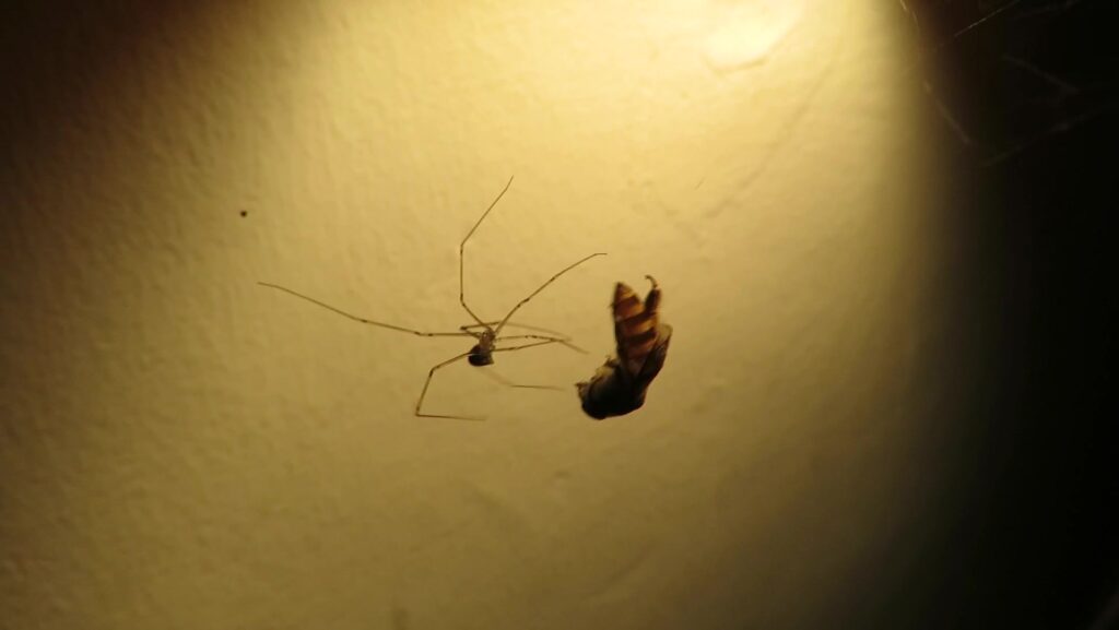 Cellar Spiders
